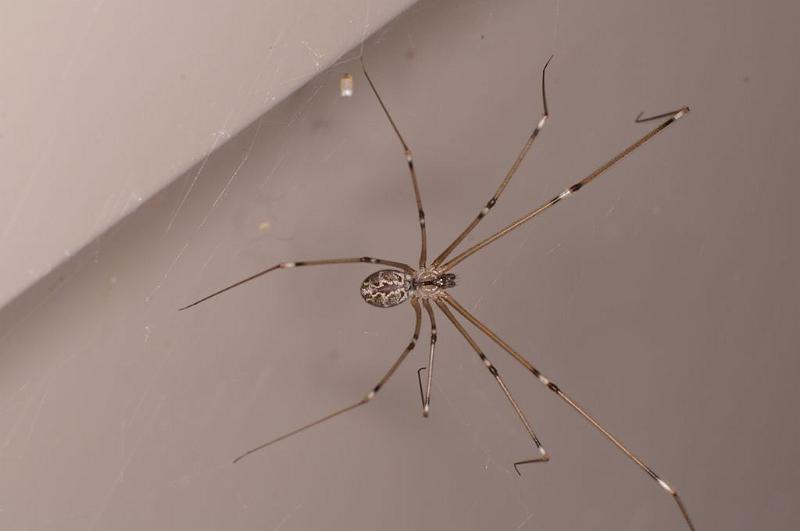 Smeringopus_pallidus_D7058_Z_90_Camping at Hopi hollow_Australie.jpg